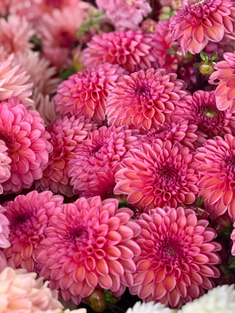 Dahlia Daisy Duke therapyofflowers.com