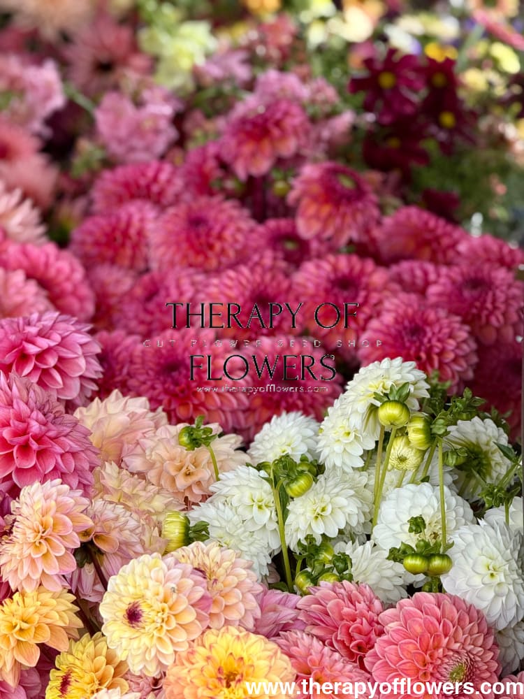 Dahlia Daisy Duke therapyofflowers.com