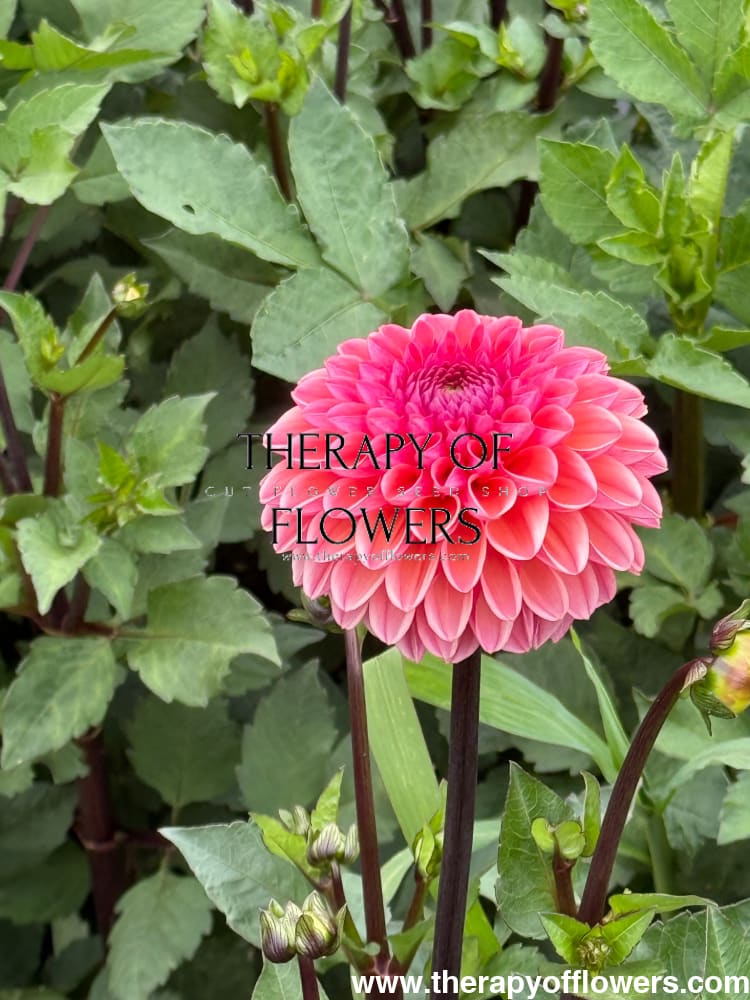 Dahlia Daisy Duke therapyofflowers.com