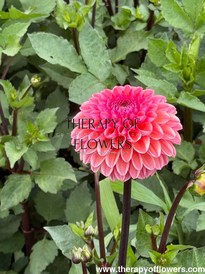 Dahlia Daisy Duke therapyofflowers.com