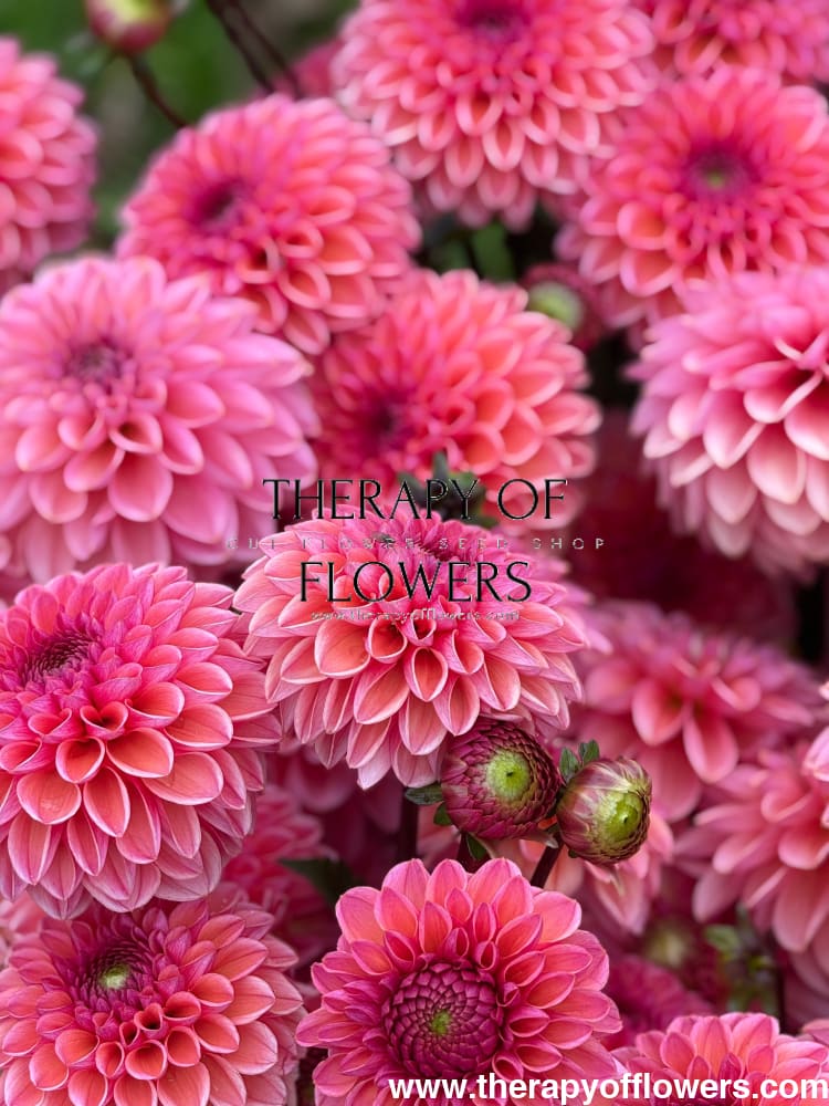 Dahlia Daisy Duke therapyofflowers.com