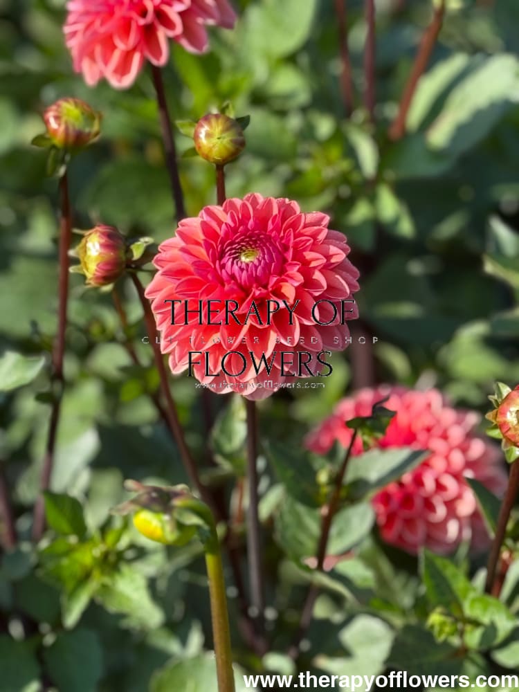 Dahlia Daisy Duke therapyofflowers.com