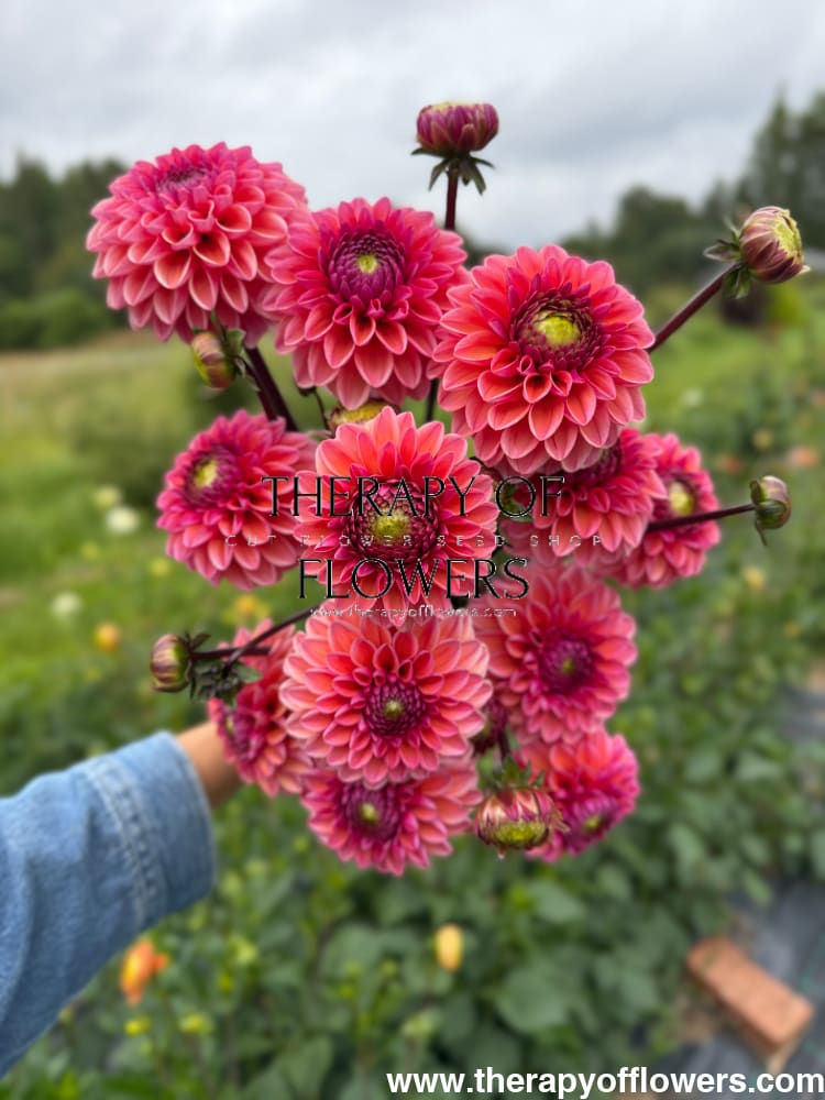 Dahlia Daisy Duke therapyofflowers.com