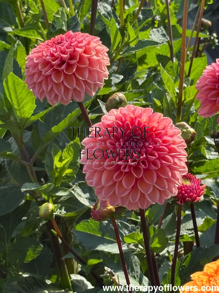 Dahlia Daisy Duke therapyofflowers.com