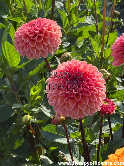 Dahlia Daisy Duke therapyofflowers.com