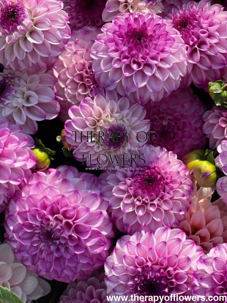 Dahlia Genova therapyofflowers.com