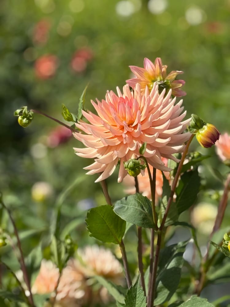 Dahlia Henriette | Ideal for cut flower therapyofflowers.com