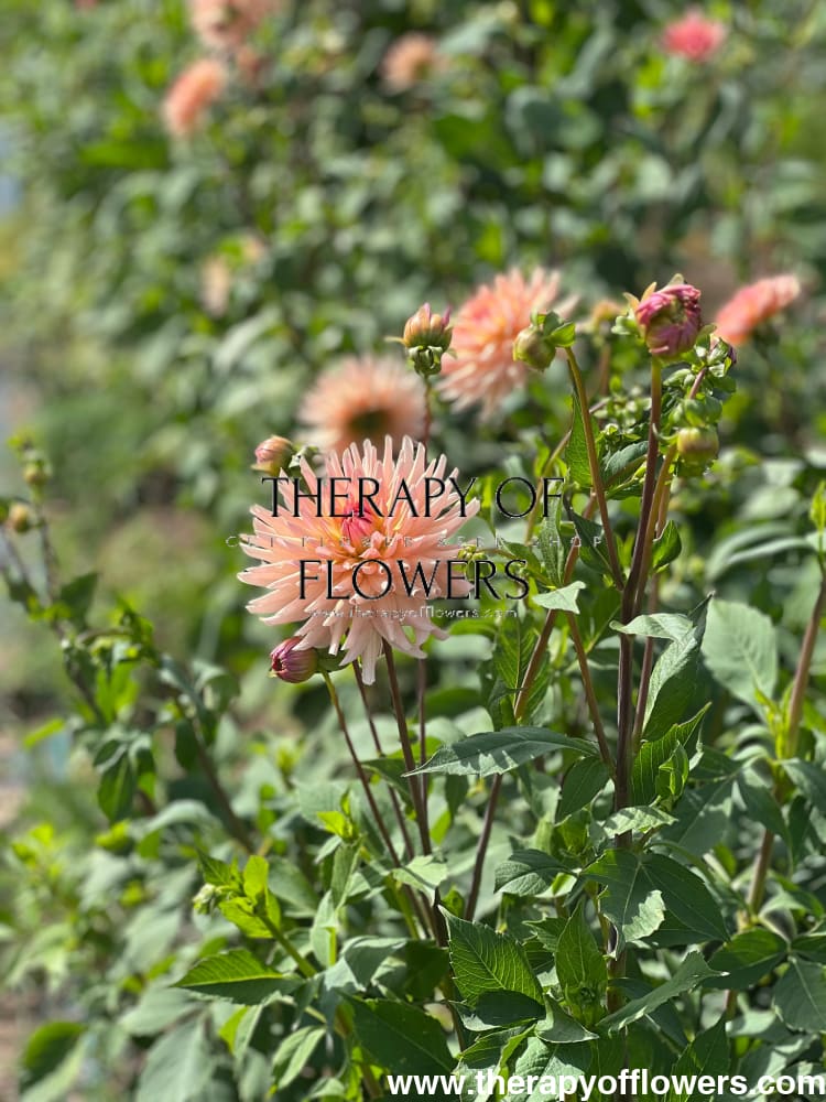 Dahlia Henriette therapyofflowers.com