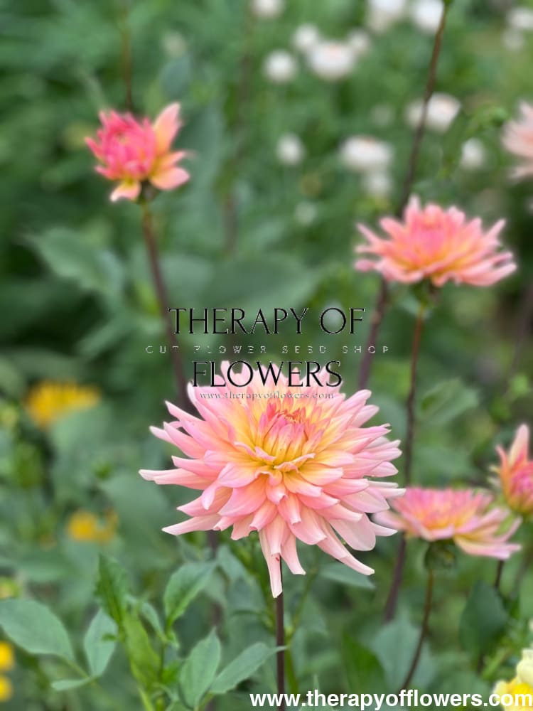 Dahlia Henriette therapyofflowers.com