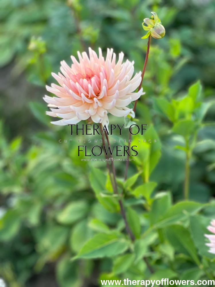 Dahlia Henriette therapyofflowers.com