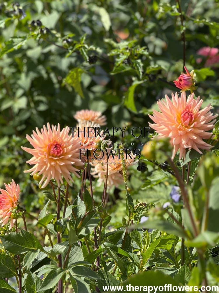 Dahlia Henriette | Ideal for cut flower therapyofflowers.com