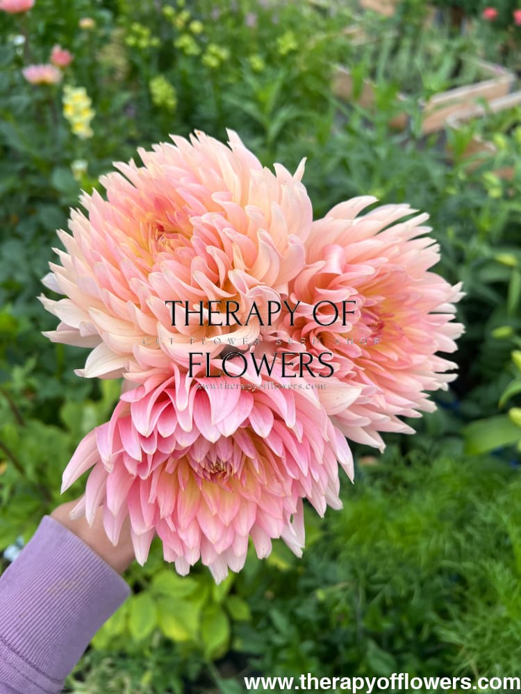 dahlia lily flower Dahlia 'Henriette' Tuber – Soft Salmon Waterlily Dahlia