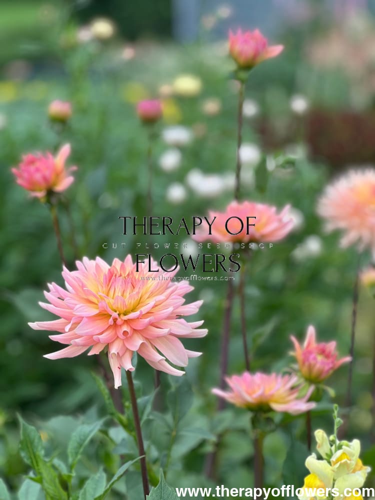 Dahlia Henriette therapyofflowers.com