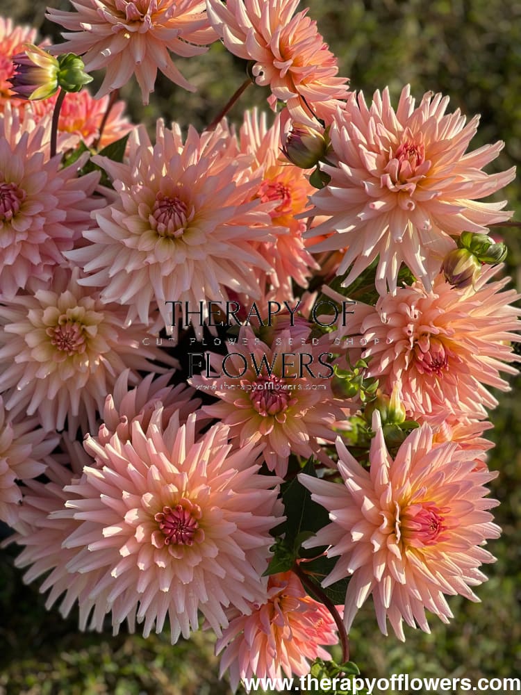 Dahlia Henriette therapyofflowers.com