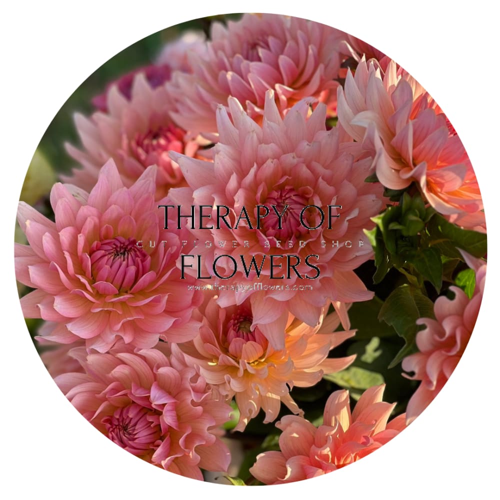 Dahlia Henriette therapyofflowers.com