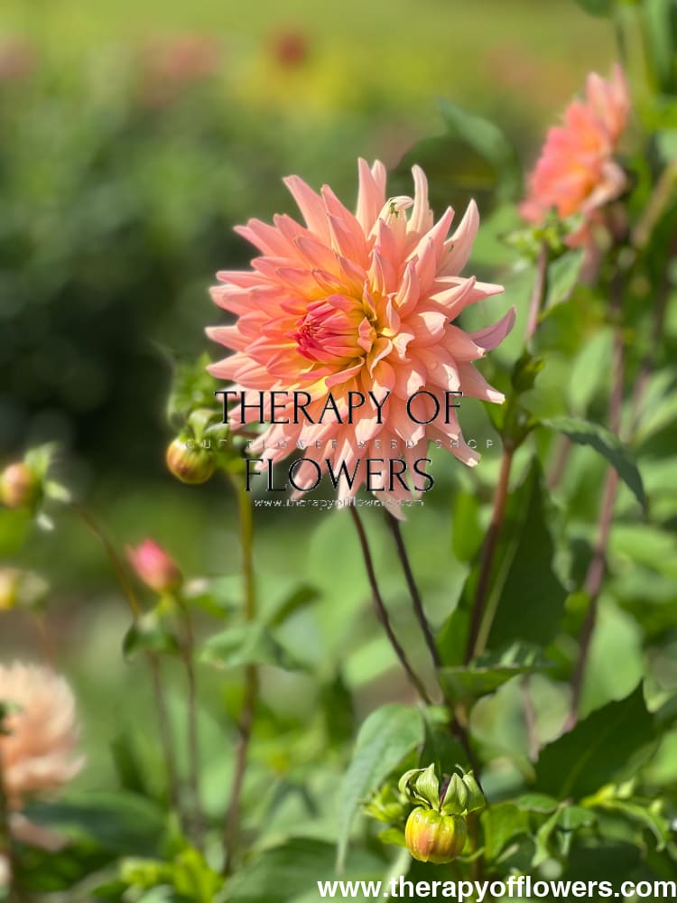 dahlia lily flower Dahlia 'Henriette' Tuber – Soft Salmon Waterlily Dahlia