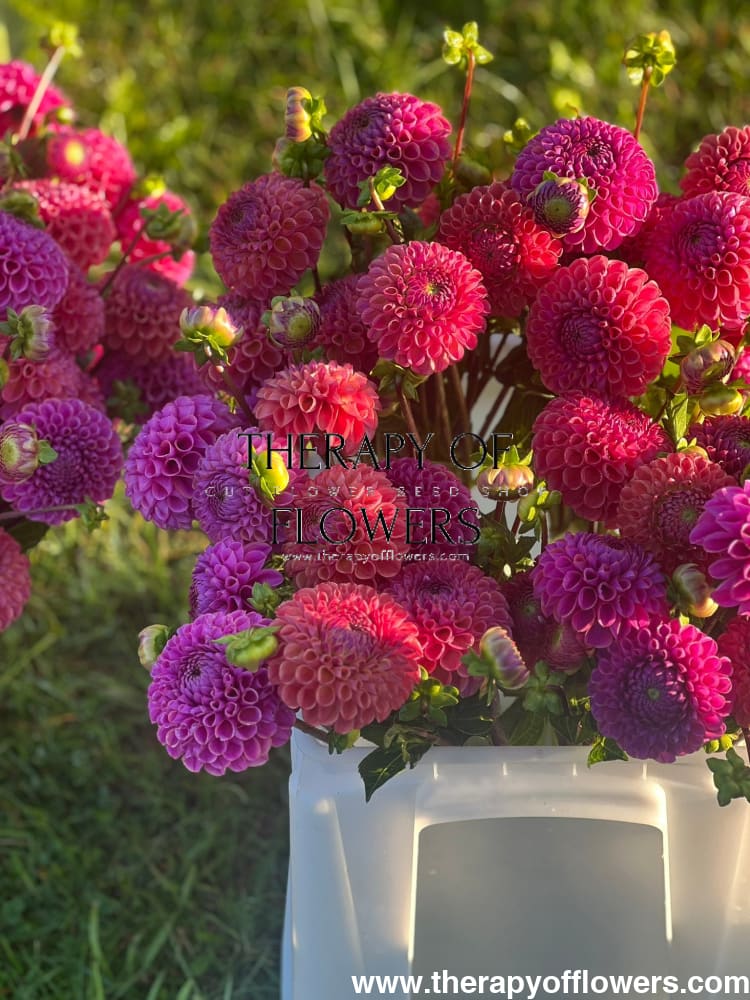 Dahlia Isabel |  For Cut flowers and Bouquets therapyofflowers.com