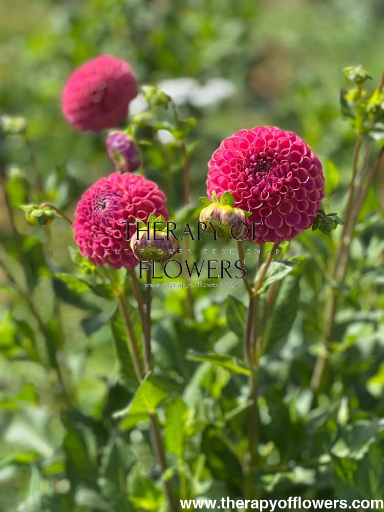 Dahlia Isabel |  For Cut flowers and Bouquets therapyofflowers.com