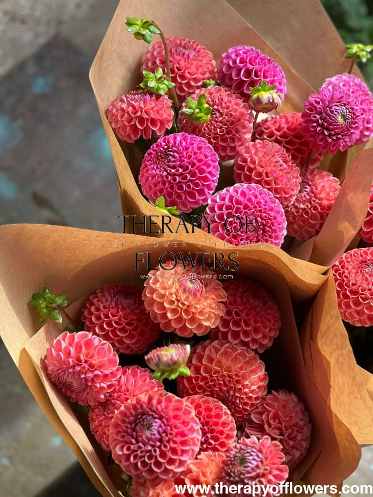 Dahlia Isabel |  For Cut flowers and Bouquets therapyofflowers.com