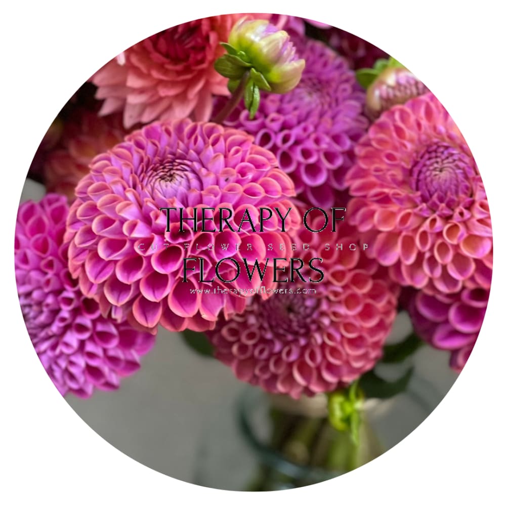 Dahlia Isabel |  For Cut flowers and Bouquets therapyofflowers.com