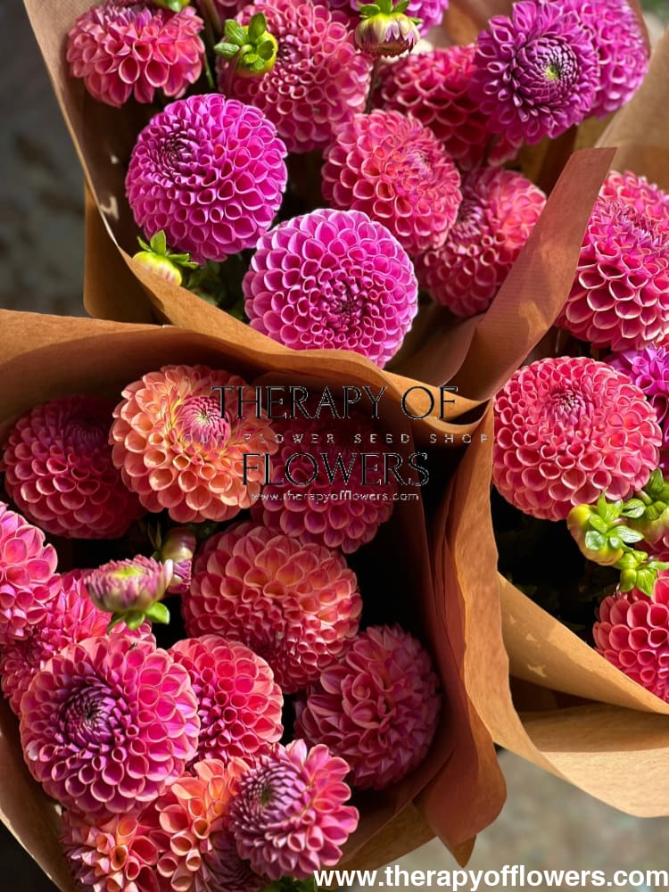 Dahlia Isabel |  For Cut flowers and Bouquets therapyofflowers.com