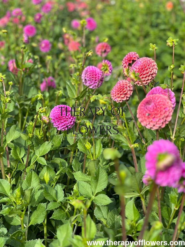 Dahlia Isabel |  For Cut flowers and Bouquets therapyofflowers.com