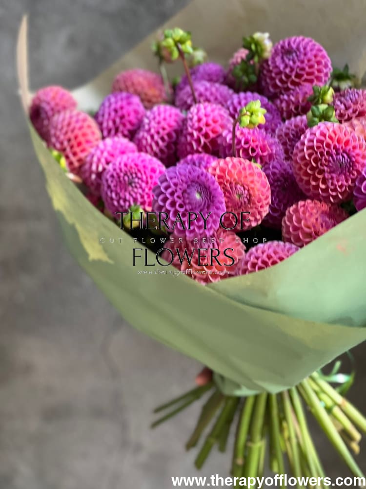 Dahlia Isabel |  For Cut flowers and Bouquets therapyofflowers.com