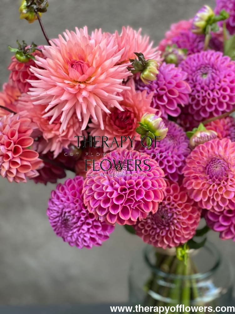Dahlia Isabel |  For Cut flowers and Bouquets therapyofflowers.com
