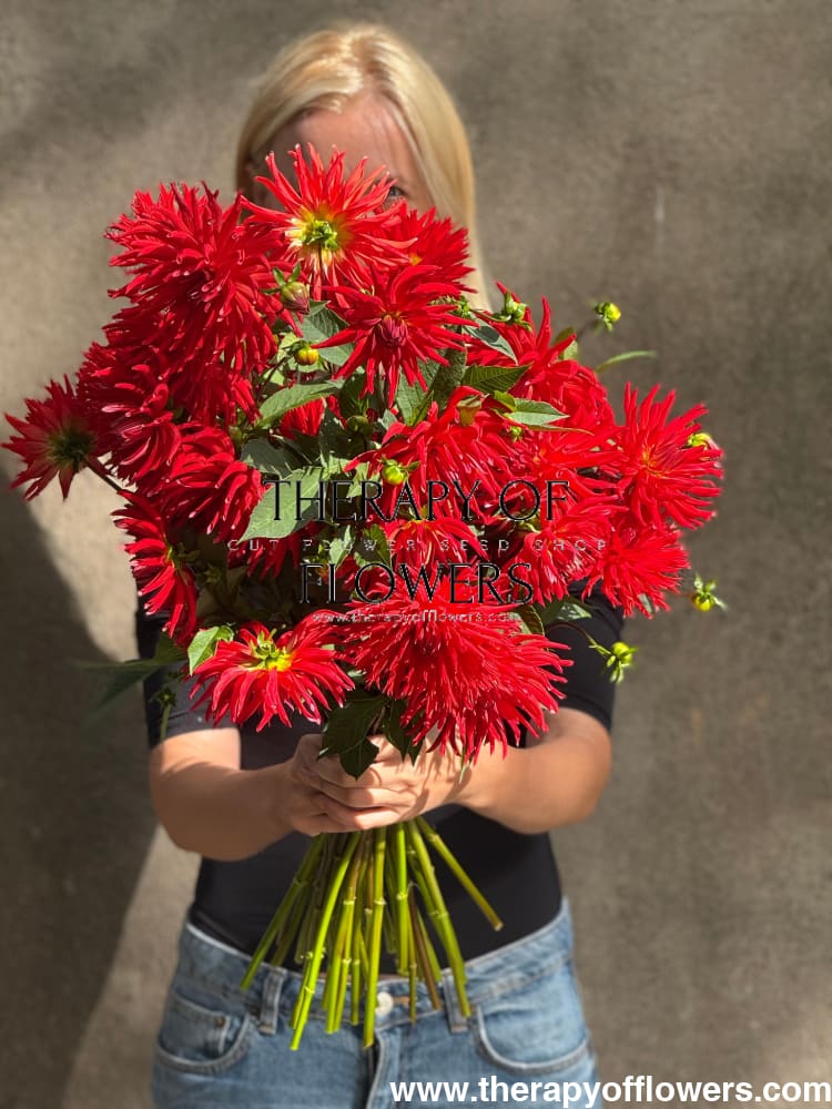 Dahlia Kikerigū | Cut Flower Dahlia therapyofflowers.com