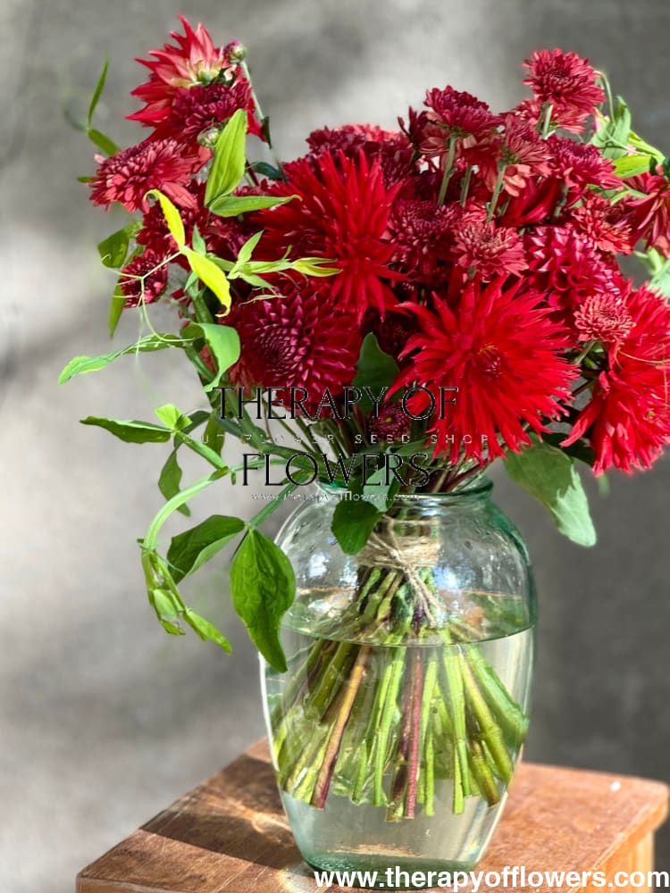 Dahlia Kikerigū | Cut Flower Dahlia therapyofflowers.com