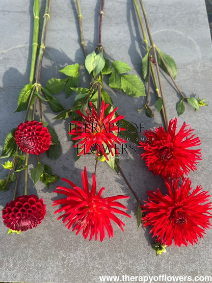 Dahlia Cornel | Top Cut Flower Variety therapyofflowers.com
