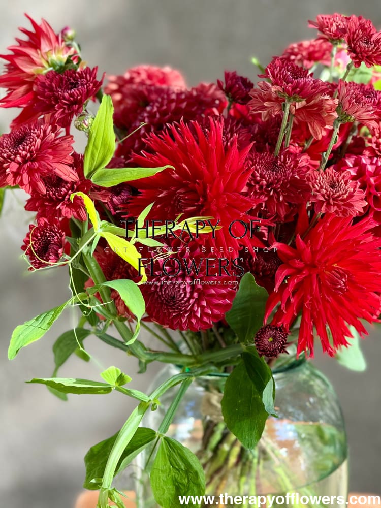 Dahlia Kikerigū | Cut Flower Dahlia therapyofflowers.com