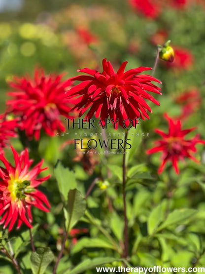 Dahlia Kikerigū | Cut Flower Dahlia therapyofflowers.com