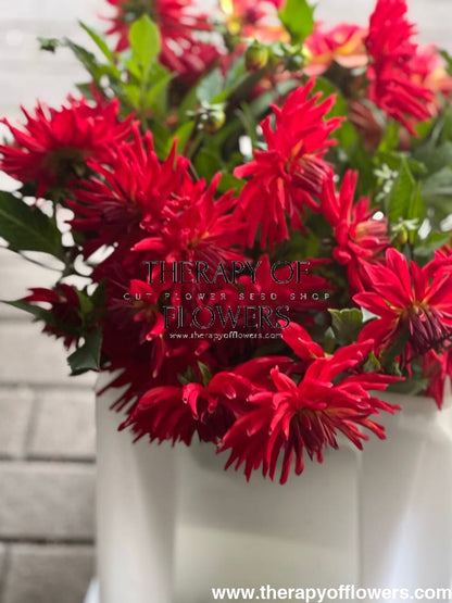 Dahlia Kikerigū | Cut Flower Dahlia therapyofflowers.com