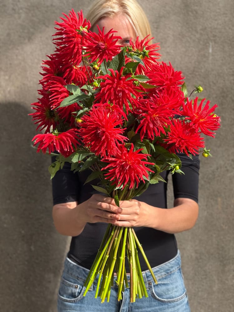 Dahlia Kikerigū | Cut Flower Dahlia therapyofflowers.com