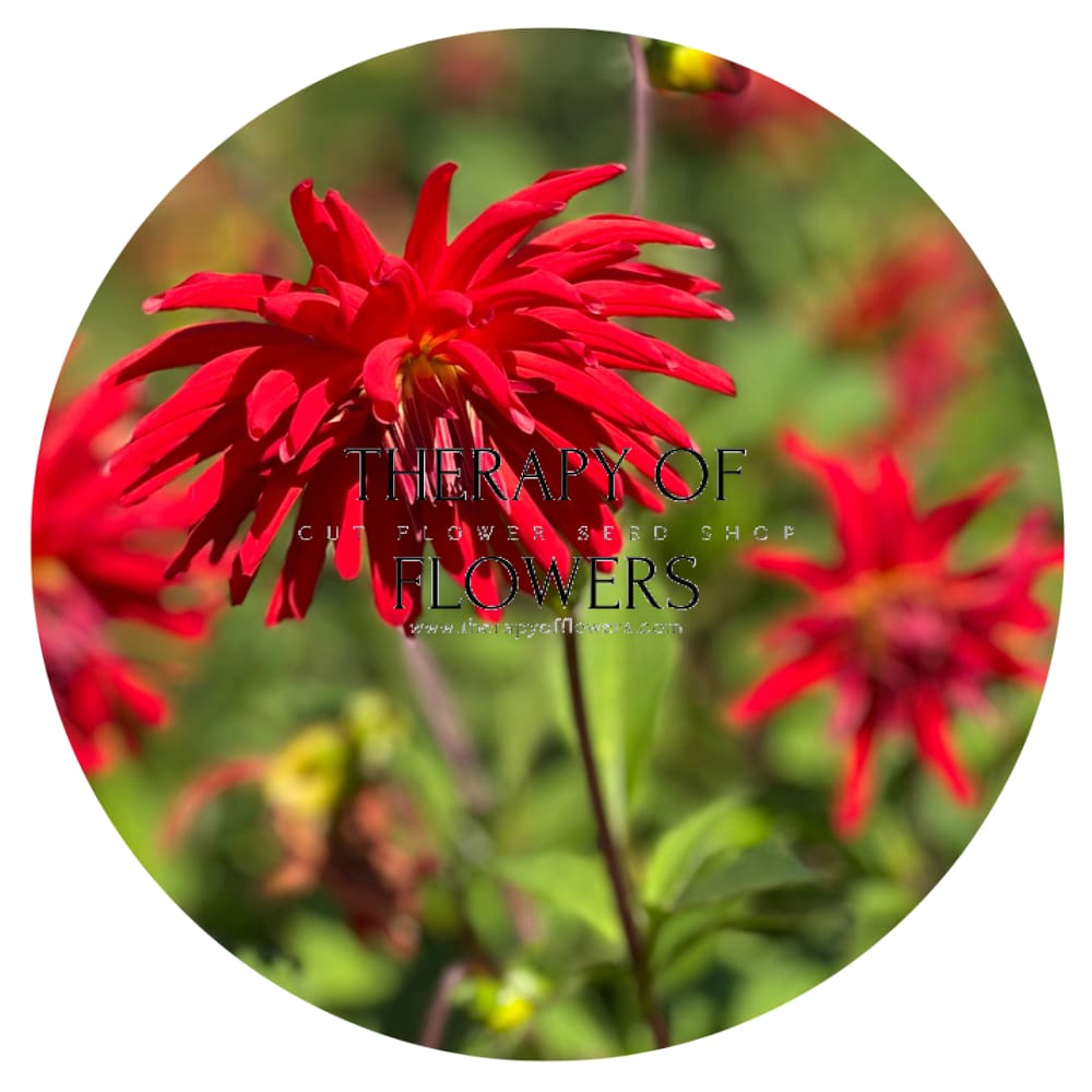 Dahlia Kikerigū | Cut Flower Dahlia therapyofflowers.com