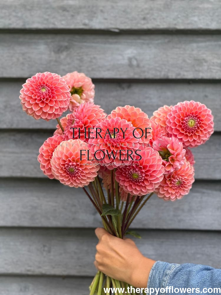 Dahlia Nathalie G therapyofflowers.com