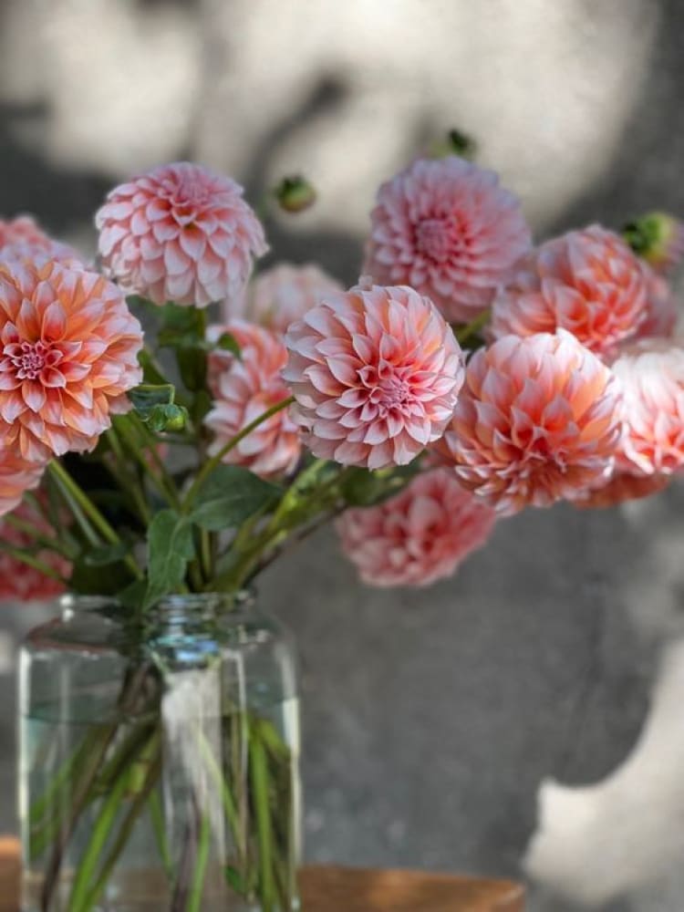 Dahlia Peaches therapyofflowers.com