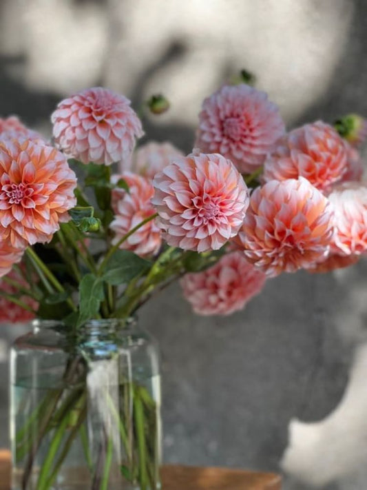 Dahlia Peaches therapyofflowers.com