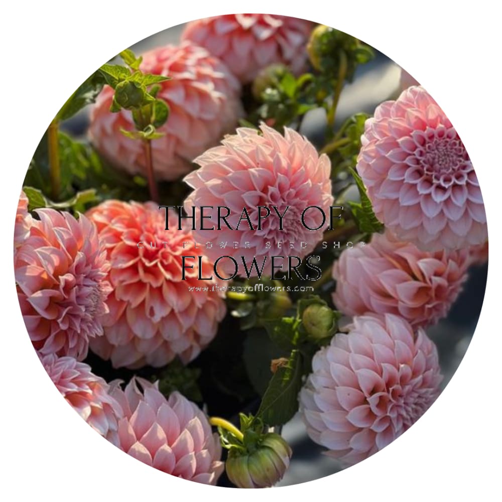 Dahlia Peaches therapyofflowers.com