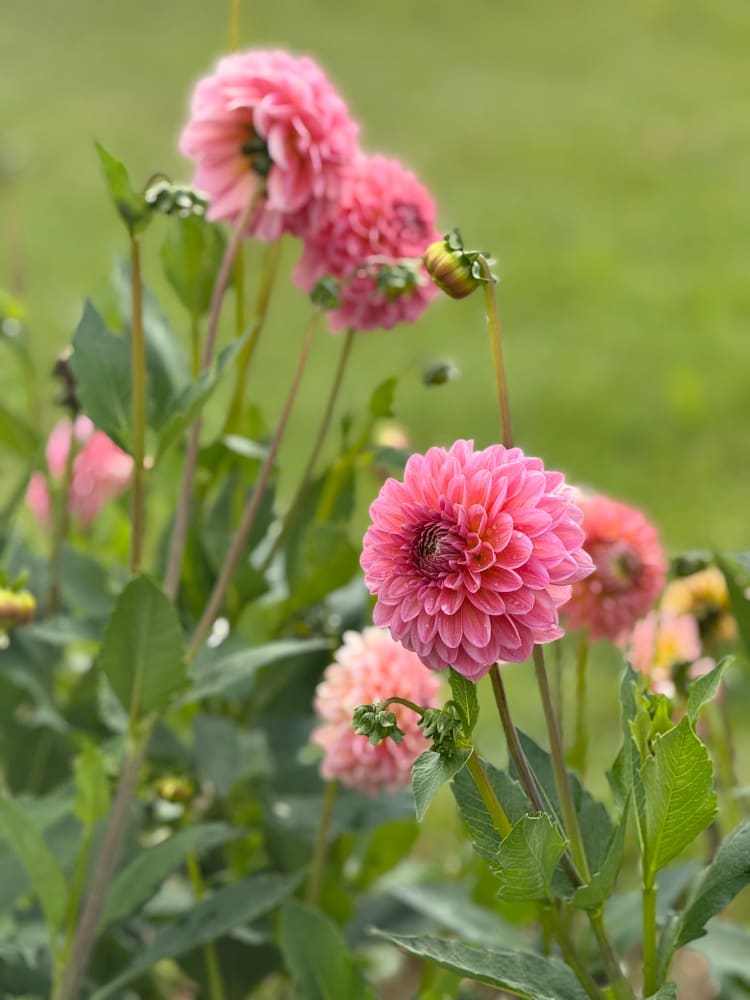 Dahlia Pink Runner | Long stems, Great for cutting therapyofflowers.com