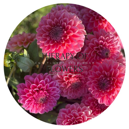 Dahlia Pink Runner | Long stems, Great for cutting therapyofflowers.com