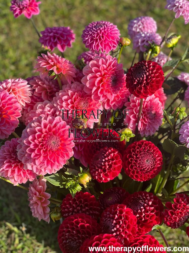 Dahlia Pink Runner | Long stems, Great for cutting therapyofflowers.com