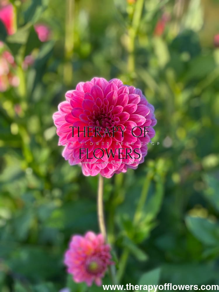 Dahlia Pink Runner therapyofflowers.com