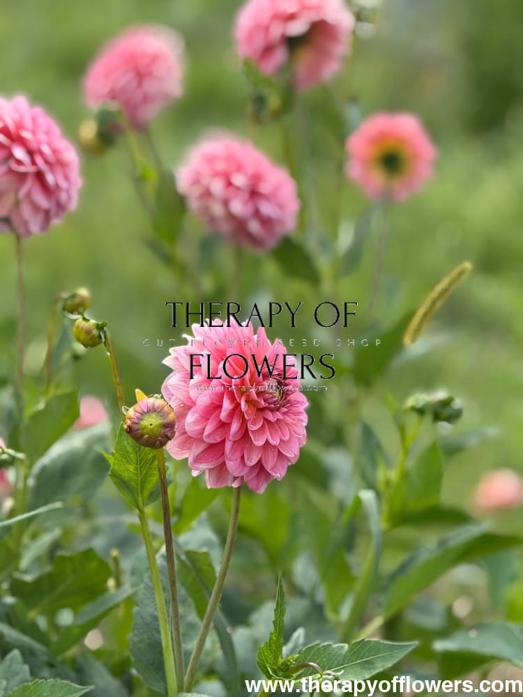 Dahlia Pink Runner | Long stems, Great for cutting therapyofflowers.com