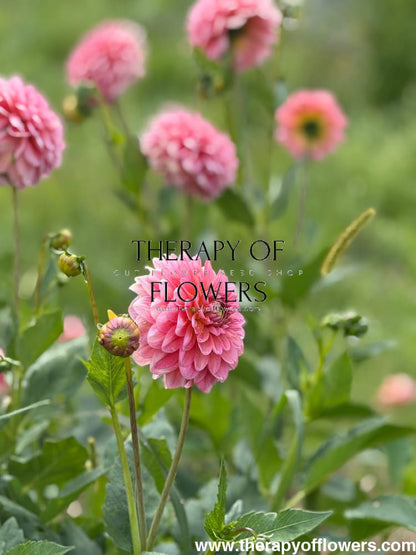 Dahlia Pink Runner | Long stems, Great for cutting therapyofflowers.com