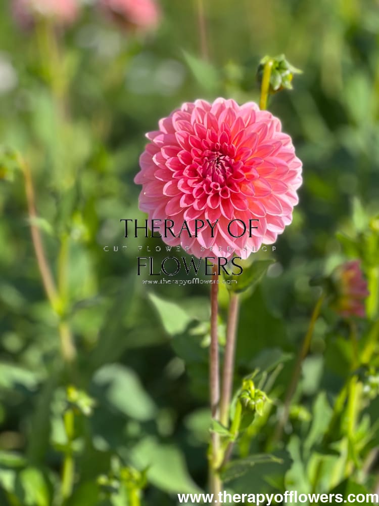 Dahlia Pink Runner therapyofflowers.com