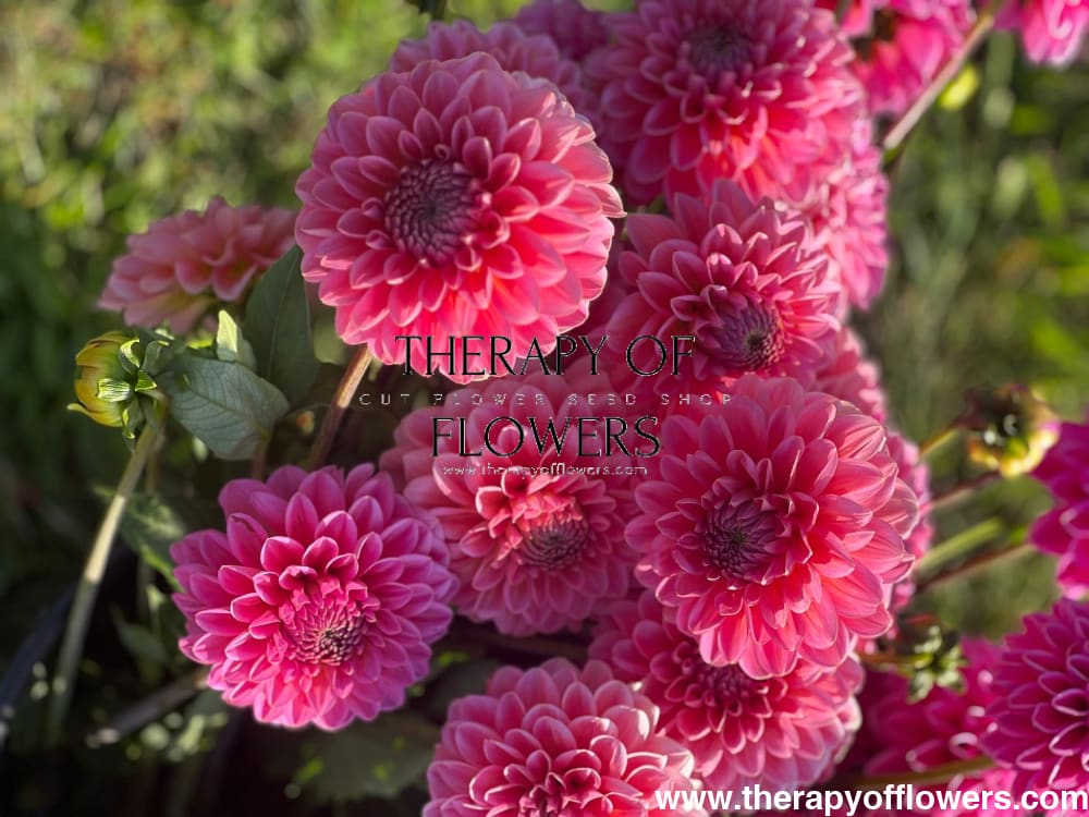 Dahlia Pink Runner | Long stems, Great for cutting therapyofflowers.com