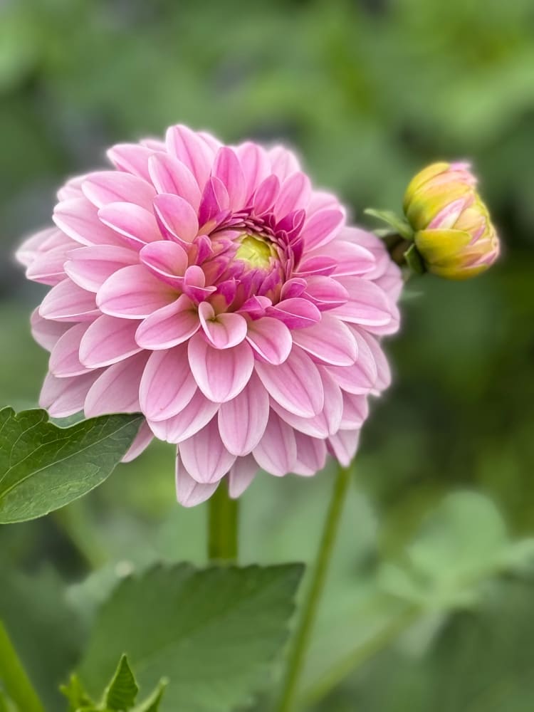 Dahlia Pink Silk therapyofflowers.com