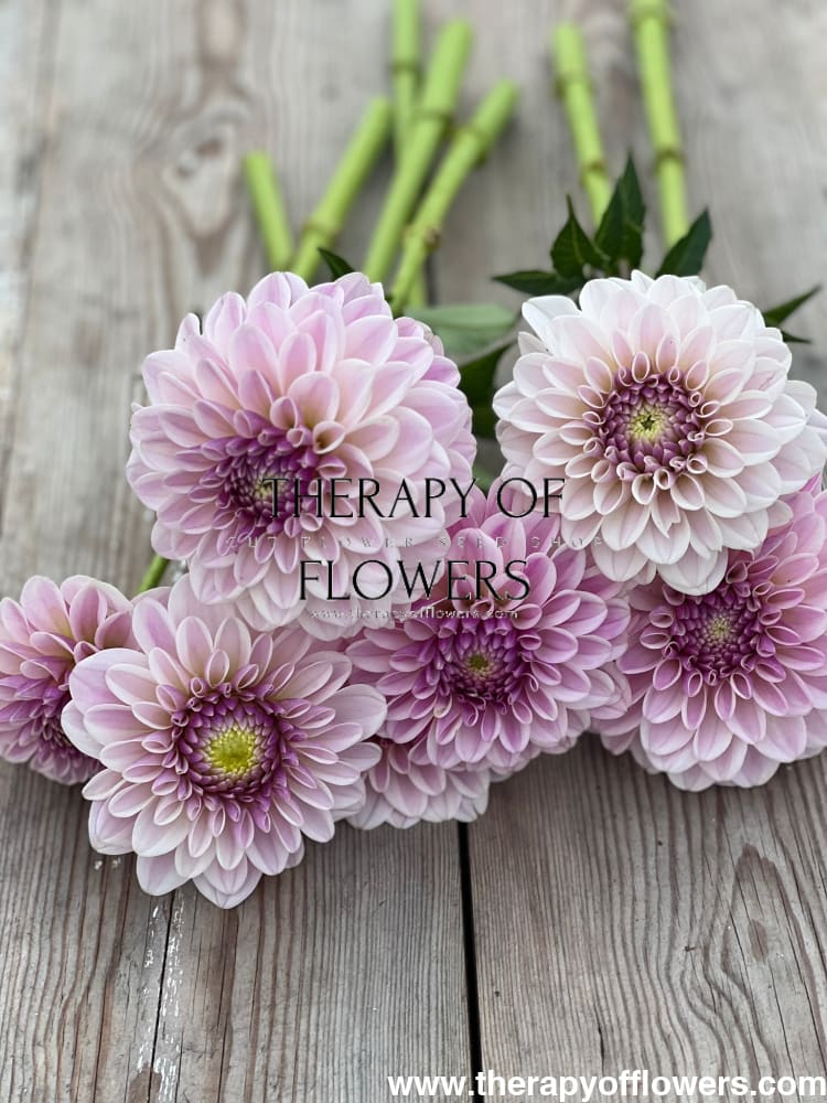 Dahlia Pink Silk therapyofflowers.com